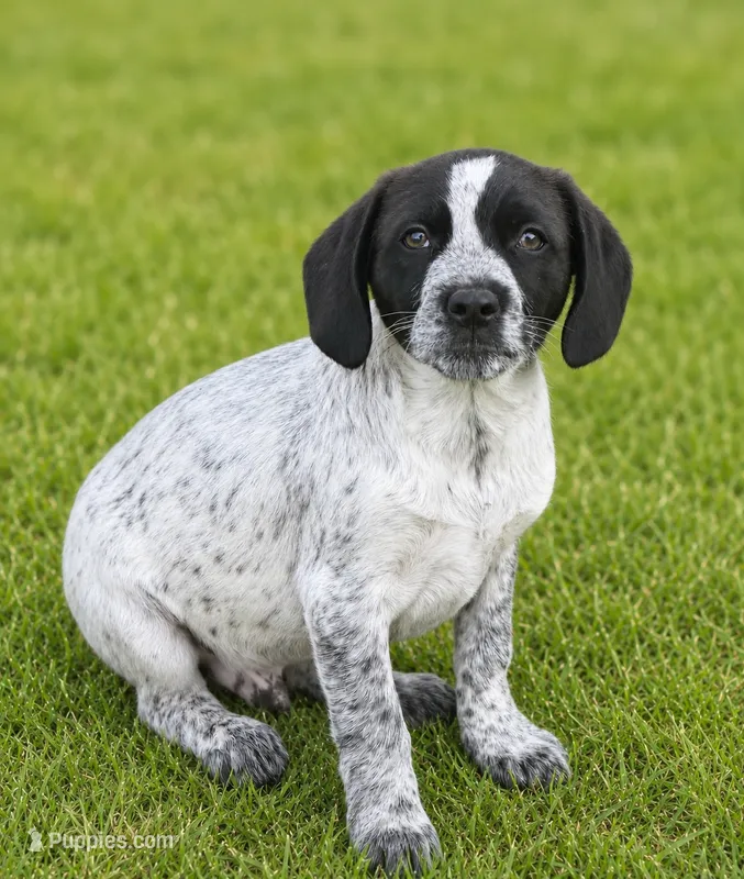 Tex – Australian Cattle Dog, Poodle - Miniature  puppy for sale in Converse, IN