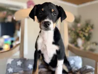 Darcy , a female Rat Terrier and Labrador Retriever for sale in Converse, IN – Photo 1 of 2