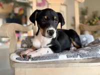 Darcy , a female Rat Terrier and Labrador Retriever for sale in Converse, IN – Photo 2 of 2