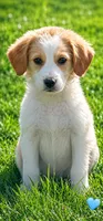 Dallas, a male Beagle and Cocker Spaniel for sale in Converse, IN – 1 of 1