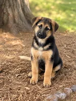 Sheba , a female German Shepherd Dog for sale in Converse, IN – 1 of 1