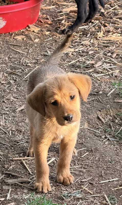 Cricket  – Beagle, Golden Retriever puppy for sale in Converse, IN