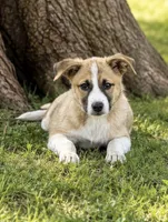 Shelby , a female Shetland Sheepdog and Jack Russell Terrier for sale in Converse, IN – 1 of 1