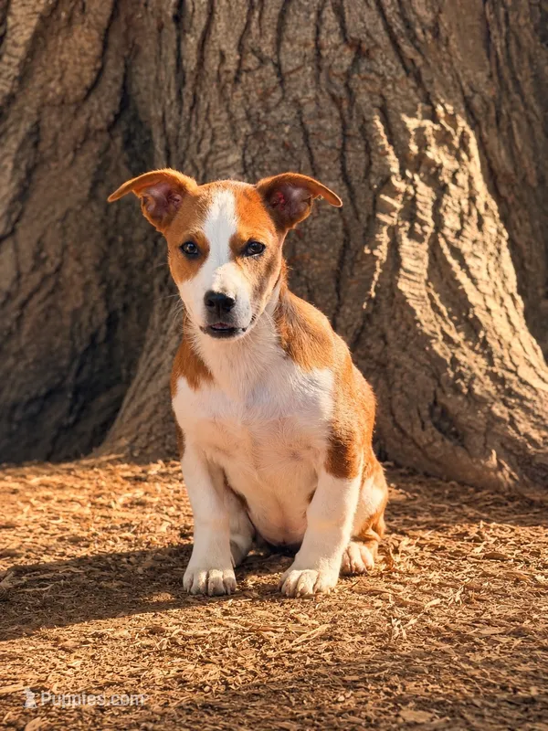 Ruby   – Jack Russell Terrier puppy for sale in Converse, IN