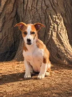 Ruby  , a female Jack Russell Terrier for sale in Converse, IN – 1 of 1