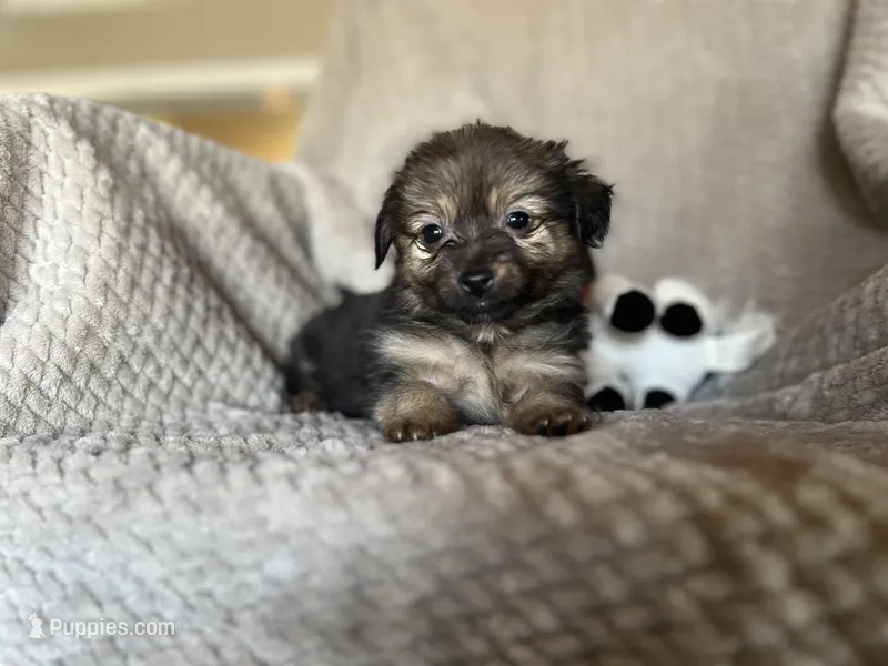 Khloe, a female Chihuahua for sale in Converse, IN – Photo 1 of 2