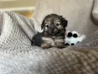 Khloe, a female Chihuahua for sale in Converse, IN – Photo 1 of 2