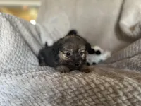 Khloe, a female Chihuahua for sale in Converse, IN – Photo 2 of 2