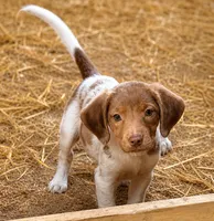 Maple , a female Cavapoo and Boykin Spaniel for sale in Converse, IN – 1 of 1