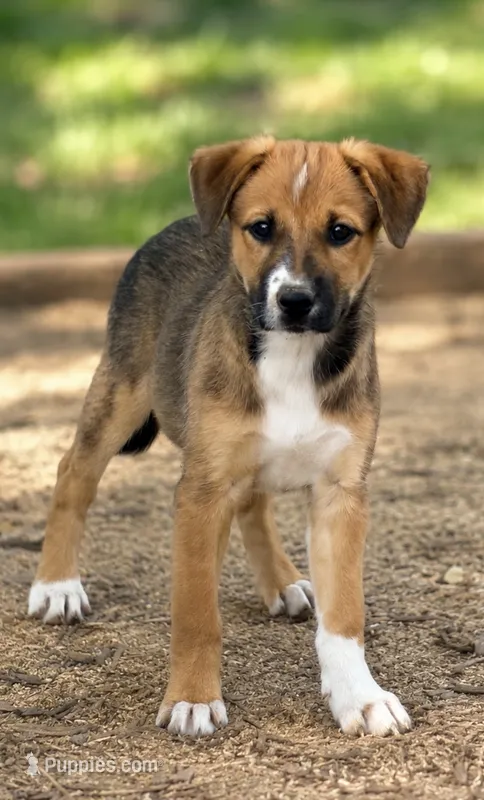Nelly – Labrador Retriever, Miniature Australian Shepherd puppy for sale in Converse, IN