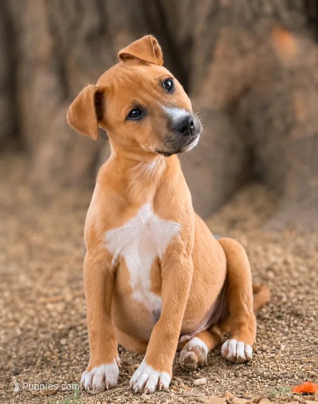 Marty  – Jack Russell Terrier, Boxer puppy for sale in Converse, IN