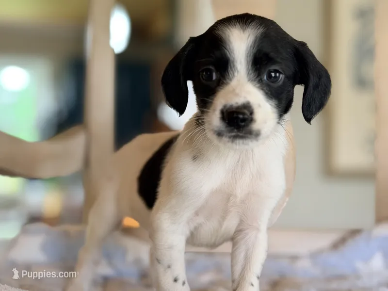 Tanner – Australian Cattle Dog, Poodle - Miniature  puppy for sale in Converse, IN