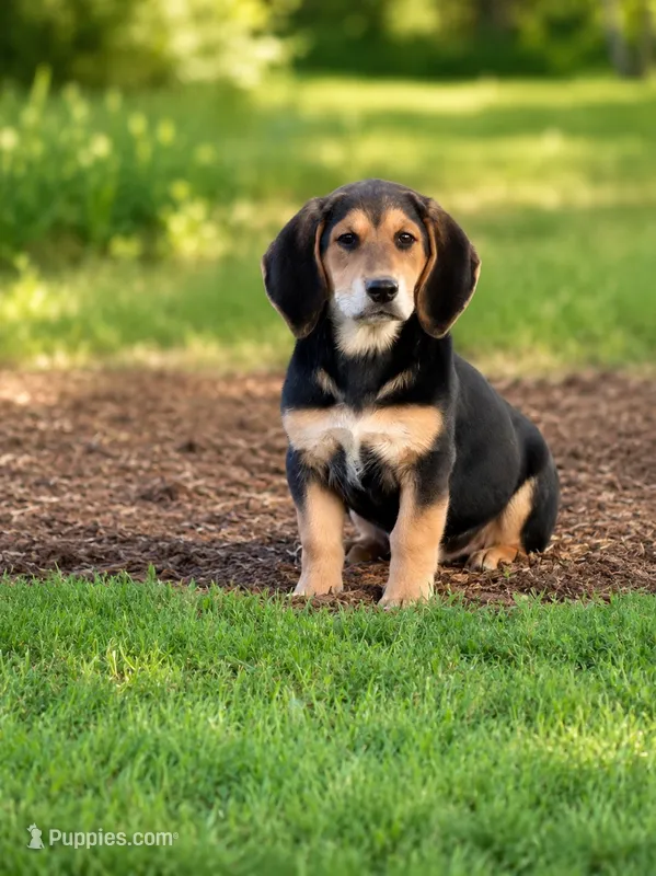 Nelly  – Basset Hound, Bloodhound puppy for sale in Converse, IN