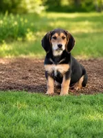 Nelly , a female Basset Hound and Bloodhound for sale in Converse, IN – 1 of 1