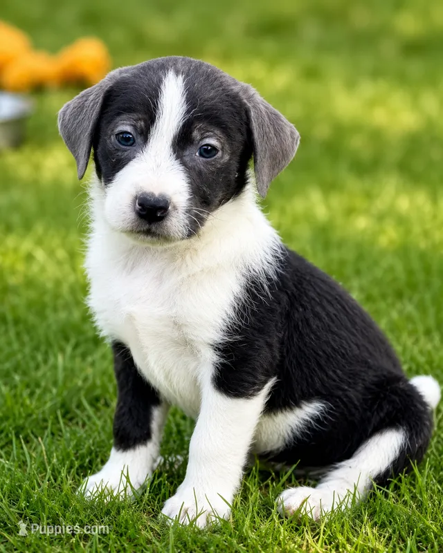 Raina – Miniature Dachshund, Irish Wolfadoodle puppy for sale in Converse, IN