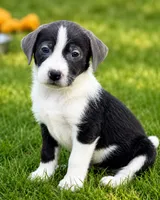 Raina, a female Miniature Dachshund and Irish Wolfadoodle for sale in Converse, IN – 1 of 1
