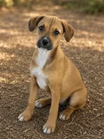 Kiko, a male Boxer and Labrador Retriever for sale in Converse, IN – 1 of 1