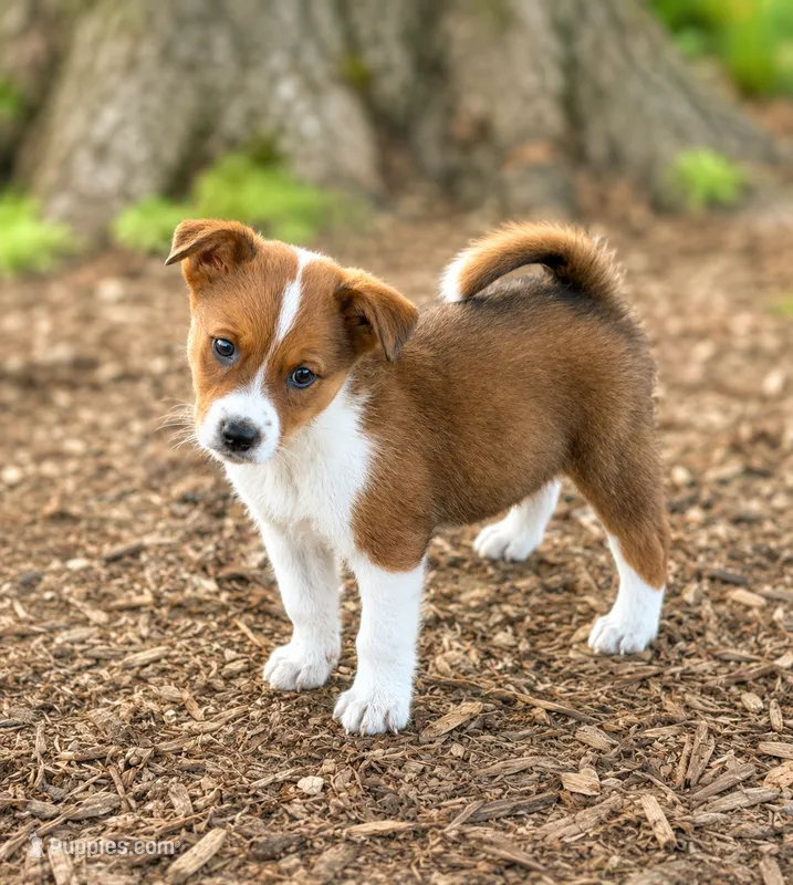 Baxter  – Australian Cattle Dog puppy for sale in Converse, IN