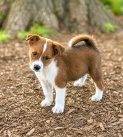 Baxter , a female Australian Cattle Dog for sale in Converse, IN – 1 of 1