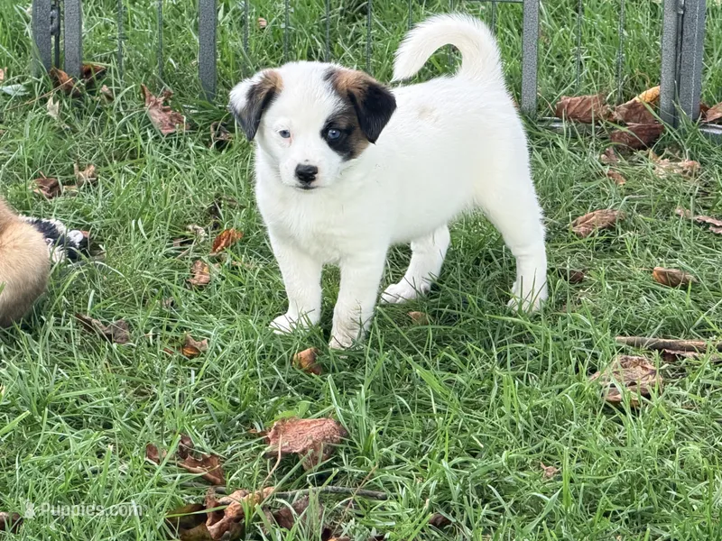 Charlie – Pomeranian, Miniature Australian Shepherd puppy for sale in Converse, IN