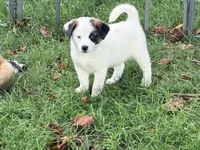 Charlie, a male Pomeranian and Miniature Australian Shepherd for sale in Converse, IN – 1 of 1