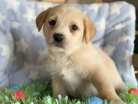 Oliver, a female Golden Retriever and Miniature Australian Shepherd for sale in Converse, IN – Photo 2 of 2