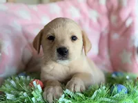 Polly, a female Golden Retriever and Miniature Australian Shepherd for sale in Converse, IN – Photo 2 of 2