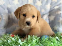 Milo, a female Golden Retriever and Miniature Australian Shepherd for sale in Converse, IN – Photo 2 of 2
