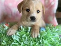 Chloe, a female Golden Retriever and Miniature Australian Shepherd for sale in Converse, IN – Photo 2 of 2