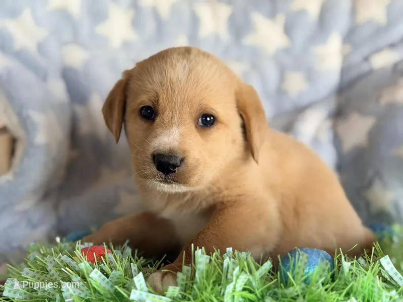 Milo, a female Golden Retriever and Miniature Australian Shepherd for sale in Converse, IN – Photo 1 of 2