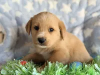 Milo, a female Golden Retriever and Miniature Australian Shepherd for sale in Converse, IN – Photo 1 of 2