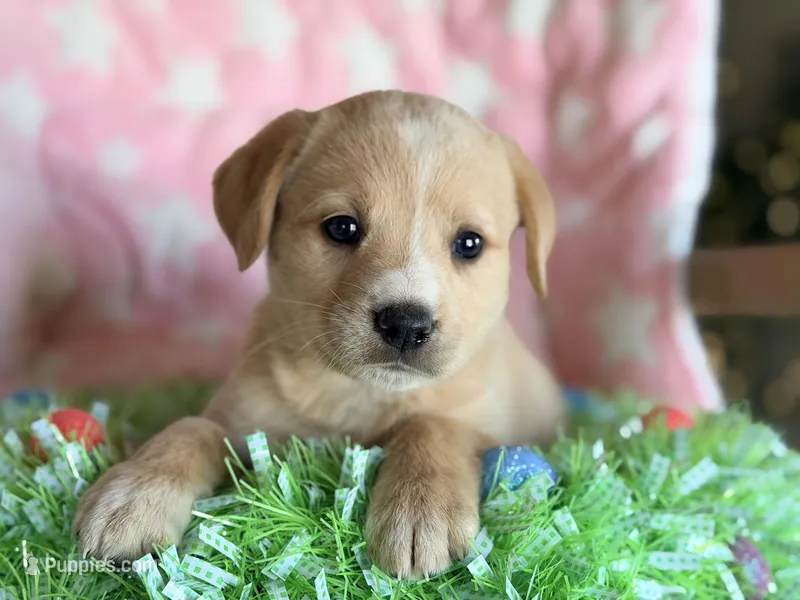 Chloe, a female Golden Retriever and Miniature Australian Shepherd for sale in Converse, IN – Photo 1 of 2
