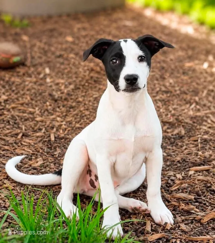 Roxy  – Rat Terrier, Australian Cattle Dog puppy for sale in Converse, IN