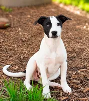 Roxy , a female Rat Terrier and Australian Cattle Dog for sale in Converse, IN – 1 of 1