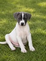 Logan, a male Australian Cattle Dog and Labrador Retriever for sale in Converse, IN – 1 of 1
