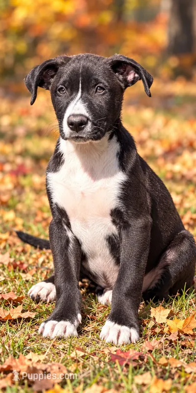 Harley – Boxer, Labrador Retriever puppy for sale in Converse, IN