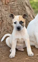 Micky, a male Australian Cattle Dog for sale in Converse, IN – 1 of 1