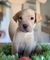 Peanut , a male Golden Retriever and Miniature Shar-Pei for sale in Converse, IN – Photo 1 of 2
