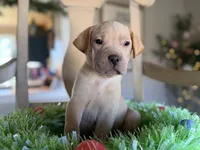 Peanut , a male Golden Retriever and Miniature Shar-Pei for sale in Converse, IN – Photo 2 of 2