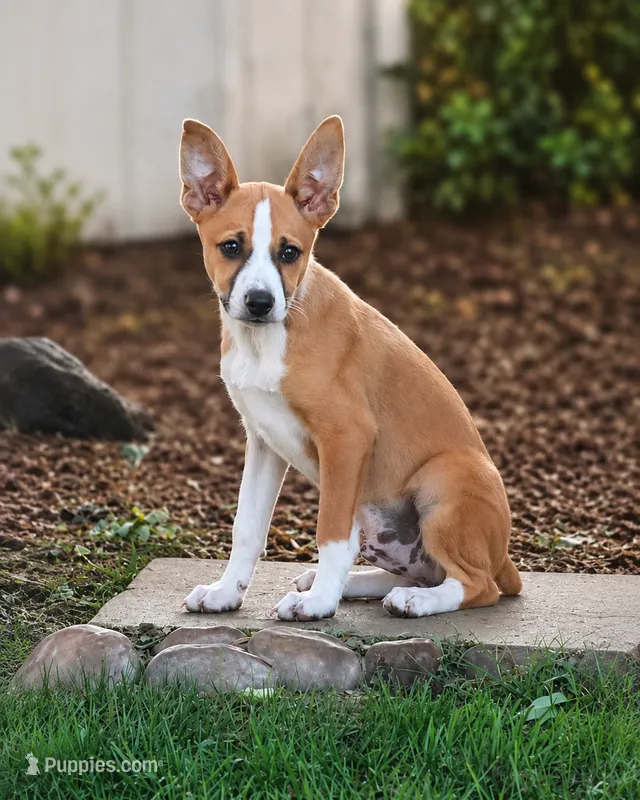 Chevy – Shetland Sheepdog, Jack Russell Terrier puppy for sale in Converse, IN