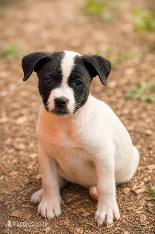 Jenny – Jack Russell Terrier, Labrador Retriever puppy for sale in Converse, IN