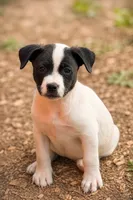 Jenny, a female Jack Russell Terrier and Labrador Retriever for sale in Converse, IN – 1 of 1