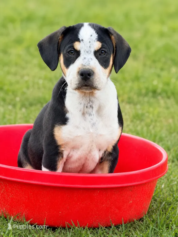 Buster – English Bulldog, Beagle puppy for sale in Converse, IN