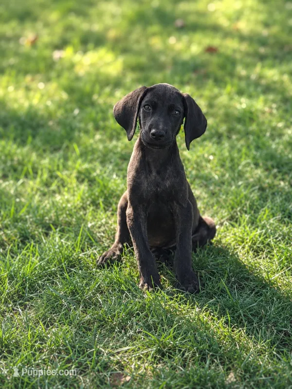 Bodine – Beagle, Bloodhound puppy for sale in Converse, IN
