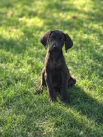 Bodine, a male Beagle and Bloodhound for sale in Converse, IN – 1 of 1