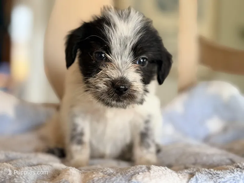 Teddy – Australian Cattle Dog, Poodle - Miniature  puppy for sale in Converse, IN