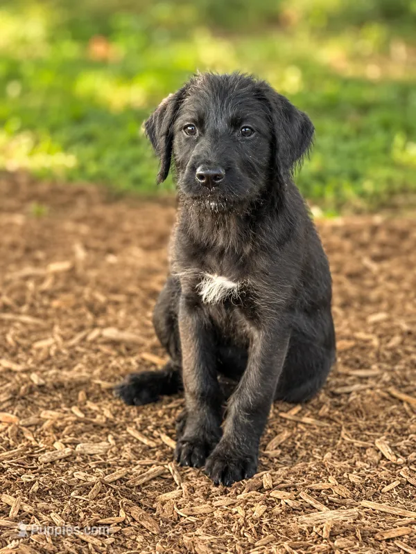 Max  – Labradoodle puppy for sale in Converse, IN