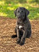 Max , a female Labradoodle for sale in Converse, IN – 1 of 1