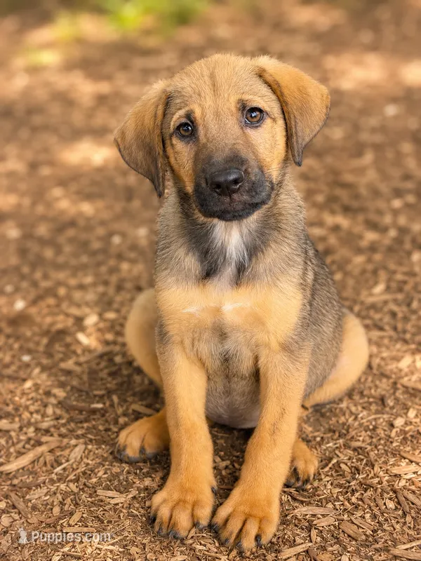 Lilly  – Beagle, Golden Retriever puppy for sale in Converse, IN