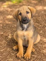Lilly , a male Beagle and Golden Retriever for sale in Converse, IN – 1 of 1